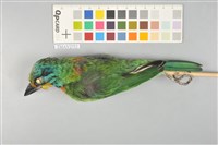 藏品(五色鳥)的圖片